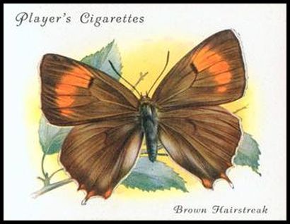 34PBB 18 Brown Hairstreak.jpg